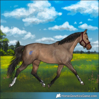 Horse Color:Brown Dun  and Brown Dun 