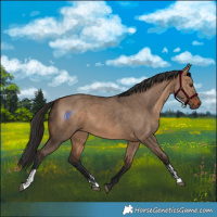 Horse Color:Brown Dun and Brown Dun