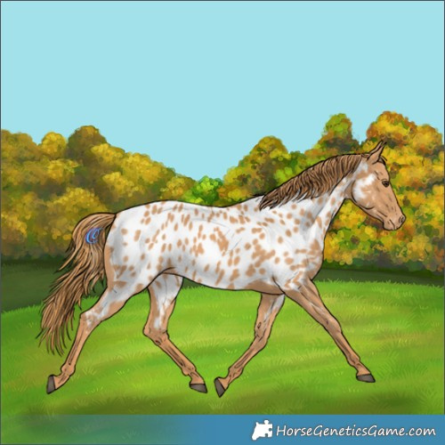 Horse Color:Chestnut Near Leopard 
