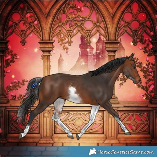Horse Color:White Spotted Bay 