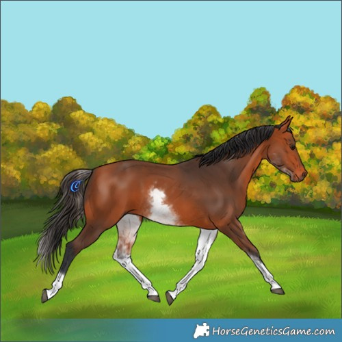 Horse Color:White Spotted Bay 