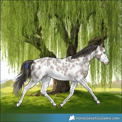 Horse Color:Liver Red Dun Roan Splash Frame Appaloosa Rabicano 