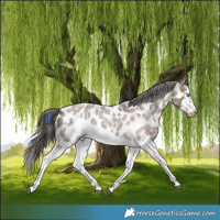 Horse Color:Liver Red Dun Roan Splash Frame Appaloosa Rabicano