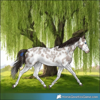 Horse Color:Liver Red Dun Roan Splash Frame Appaloosa Rabicano 