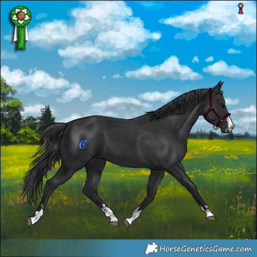 Horse Color:Black 