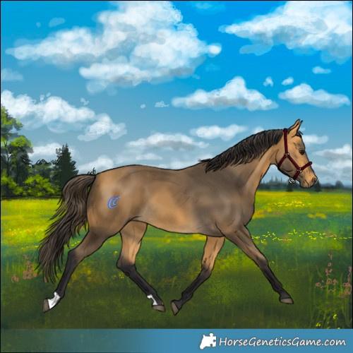 Horse Color:Buckskin 
