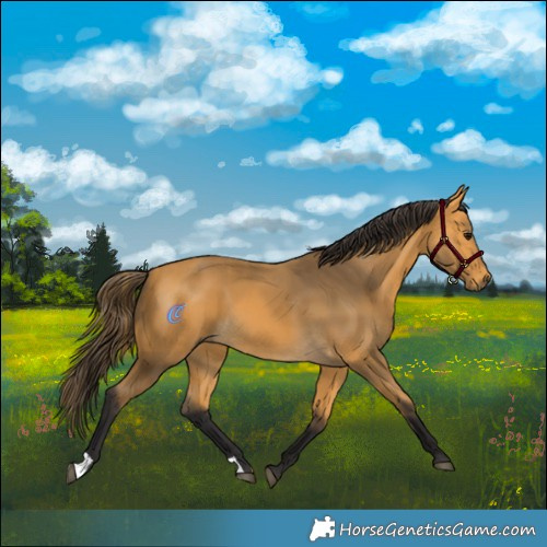 Horse Color:Buckskin 