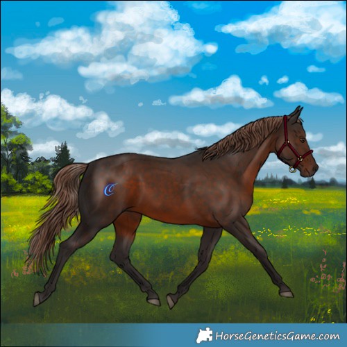 Horse Color:Liver Chestnut 