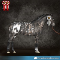Horse Color:Brown Dun Skewed Appaloosa and Black Skewed Appaloosa