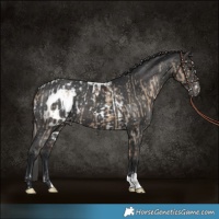 Horse Color:Brown Dun Skewed Appaloosa and Black Skewed Appaloosa