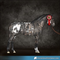 Horse Color:Brown Dun Skewed Appaloosa  and Black Skewed Appaloosa 