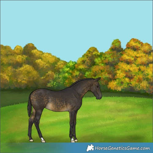 Horse Color:Buckskin Rabicano 