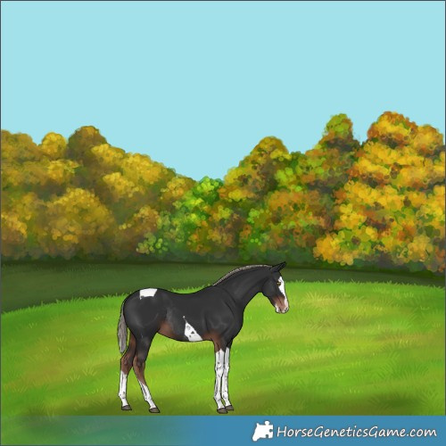 Horse Color:Liver Chestnut Splash Tobiano Rabicano 