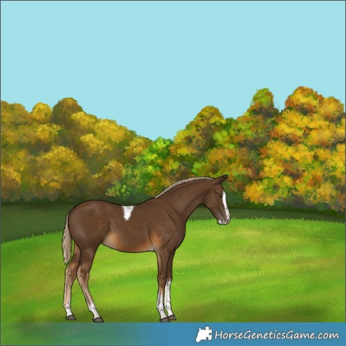 Horse Color:Chocolate Palomino Splash Tobiano Rabicano