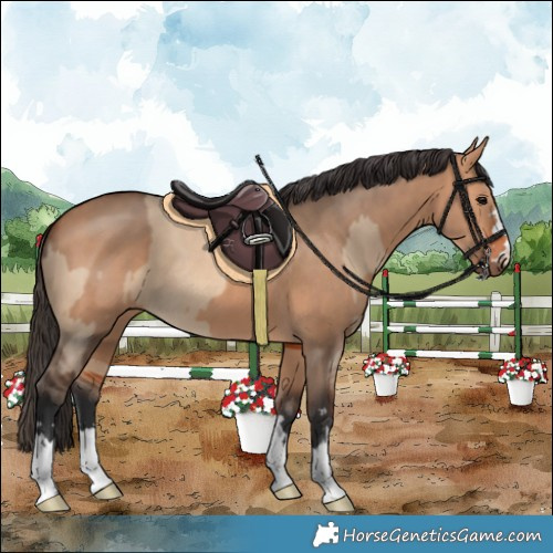 Horse Color:Bay Dun  and Bay Dun 