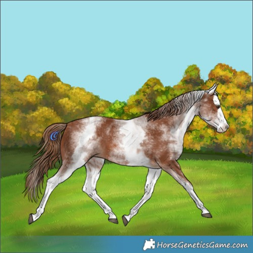 Horse Color:White Spotted Chestnut Splash 