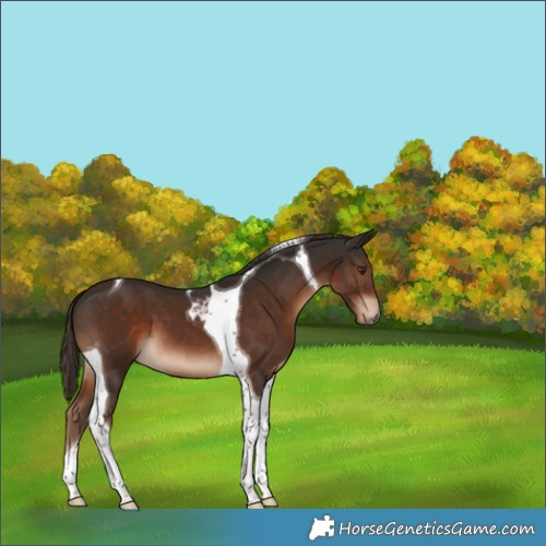 Horse Color:Liver Chestnut Tobiano 
