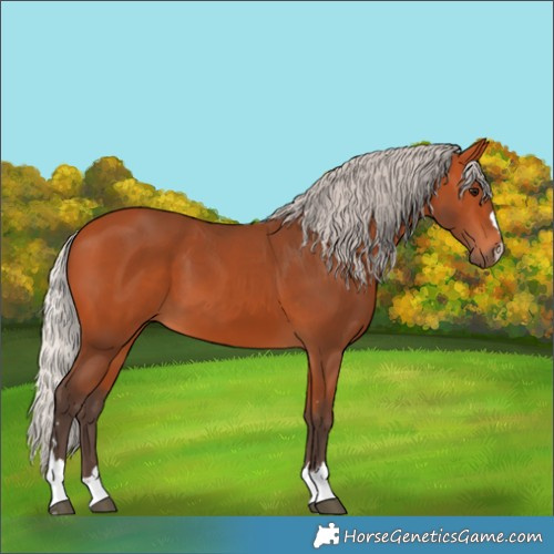 Horse Color:Silver Bay 