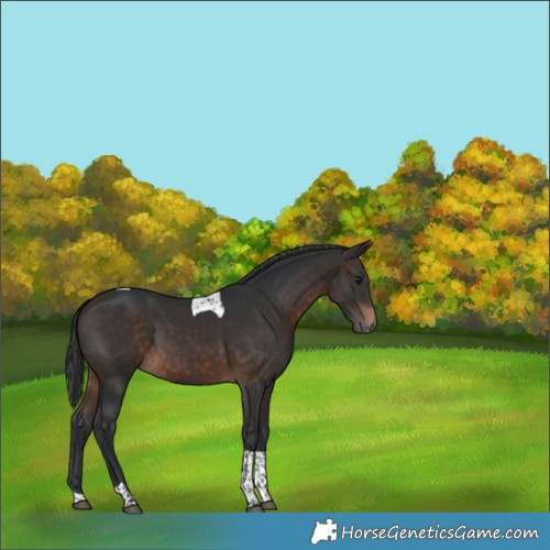 Horse Color:Brown Tobiano Rabicano