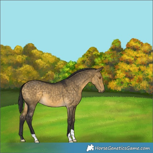 Horse Color:Buckskin Dun 