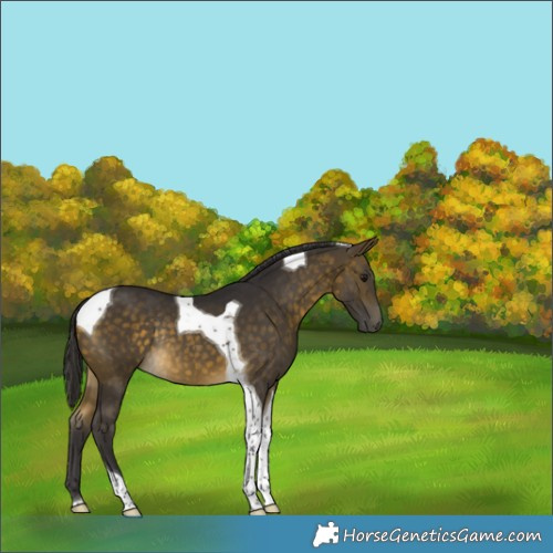 Horse Color:Buckskin Tobiano Rabicano 