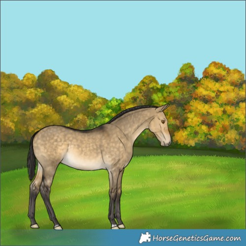 Horse Color:Buckskin Dun Rabicano 
