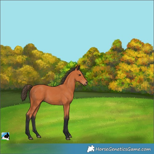 Horse Color:Bay 