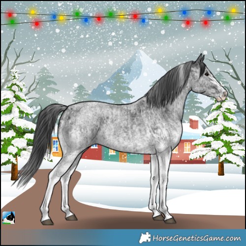 Horse Color:White Spotted Blue Roan Rabicano and White Spotted Blue Roan Splash Rabicano