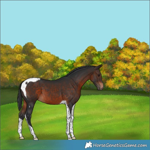 Horse Color:Brown Tobiano