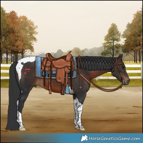 Horse Color:Brown Tobiano 