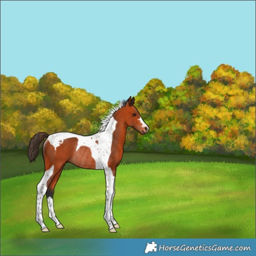 Horse Color:Bay Tobiano Rabicano 