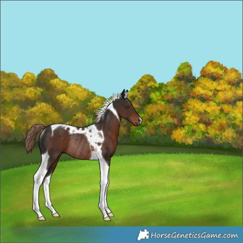 Horse Color:Liver Chestnut Tobiano Rabicano 