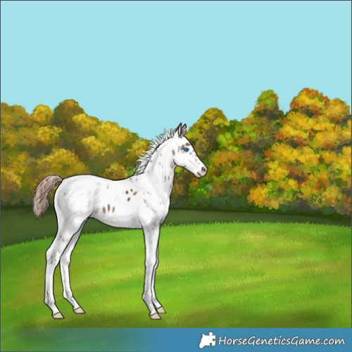Horse Color:Liver Chestnut Splash Tobiano Leopard 