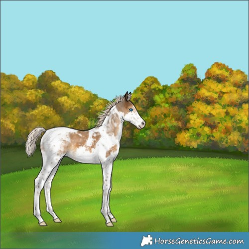 Horse Color:Chocolate Palomino Splash Tobiano 