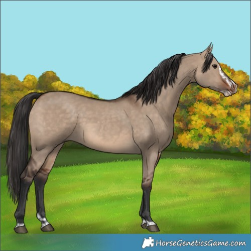 Horse Color:Brown Dun  and Brown Dun Splash 
