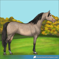 Horse Color:Brown Dun  and Brown Dun Splash 