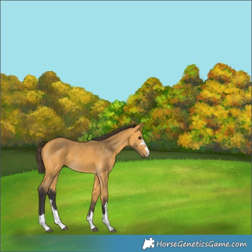 Horse Color:Buckskin 