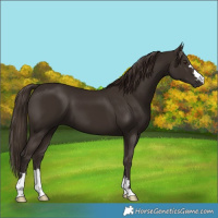 Horse Color:Liver Chestnut 