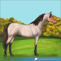 Horse Color:Bay Roan