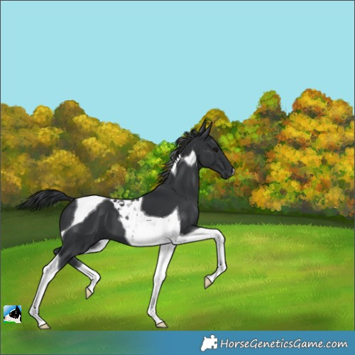 Horse Color:Black Tobiano 