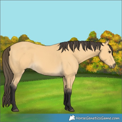 Horse Color:Buckskin 