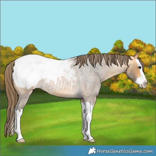 Horse Color:Buckskin Roan Splash Appaloosa 