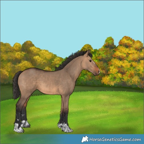 Horse Color:Bay Dun  and Bay Dun 