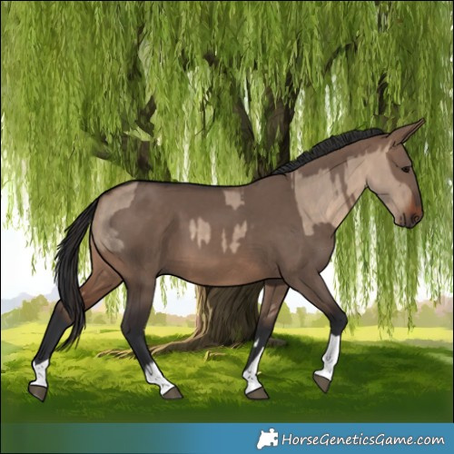 Horse Color:Brown Dun  and Brown Dun 