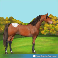 Horse Color:Bay Appaloosa
