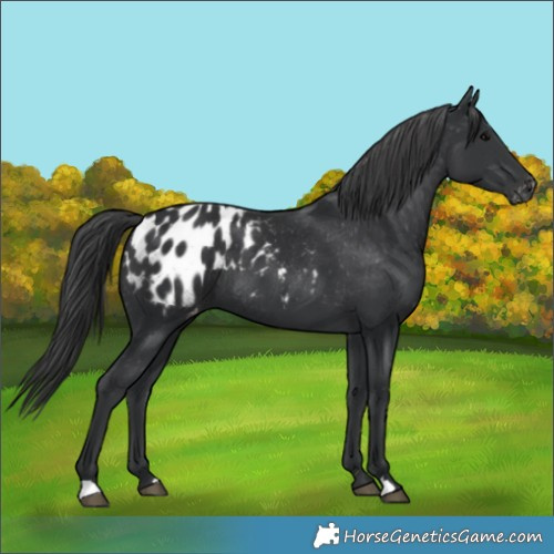 Horse Color:Black Appaloosa Rabicano 