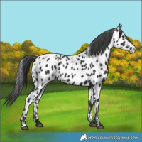 Horse Color:Black Near Leopard Rabicano
