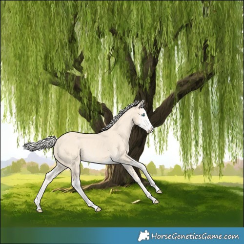 Horse Color:Cremello Splash and Cremello Splash Rabicano