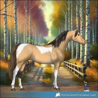 Horse Color:Buckskin Dun Tobiano