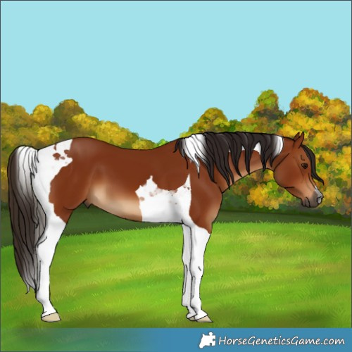 Horse Color:Gray Bay Tobiano 